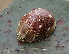 Paropsis marmorea