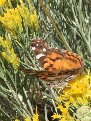 iNaturalist observation photo of American Lady
