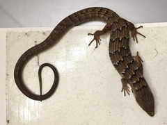 Elgaria multicarinata webbii