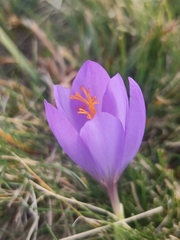 Crocus serotinus