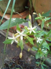 Glinus oppositifolius