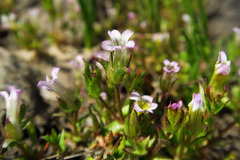 Gratiola ebracteata