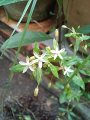 Glinus oppositifolius