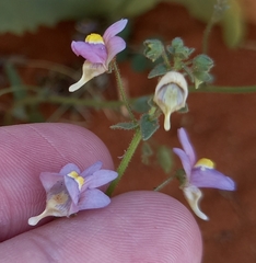 Nemesia pubescens