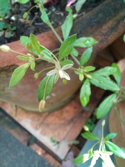 Glinus oppositifolius