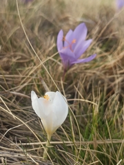 Crocus serotinus