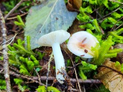 Russula betularum