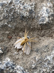 Pisaura