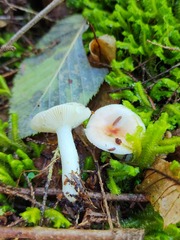 Russula betularum