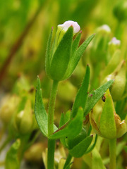 Gratiola ebracteata