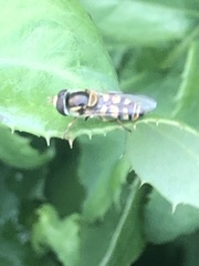 Simosyrphus grandicornis