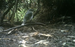 Eopsaltria georgiana