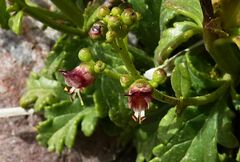 Scrophularia heterophylla