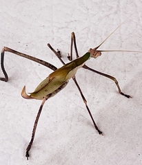 Anthophiloptera dryas