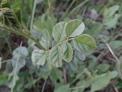 Glycyrrhiza