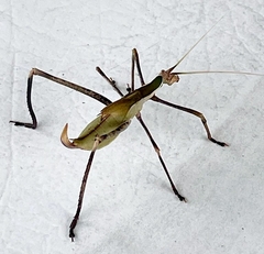 Anthophiloptera dryas