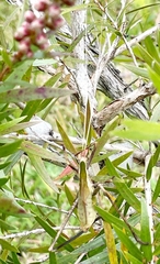 Anthophiloptera dryas