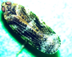 Catonia cinctifrons