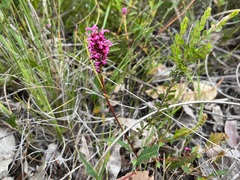 Grevillea quercifolia
