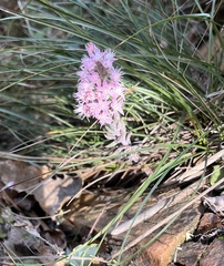 Telephieae