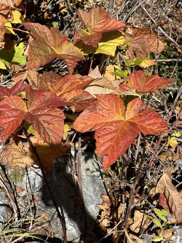 Rubus parviflorus
