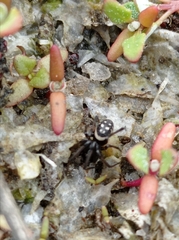 Steatoda albomaculata