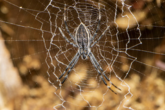 Argiope ocyaloides