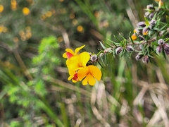 Pultenaea juniperina