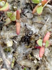 Steatoda albomaculata