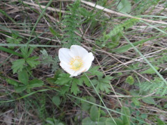 Anemonoides sylvestris