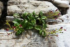 Scrophularia heterophylla