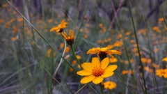 Wedelia hispida