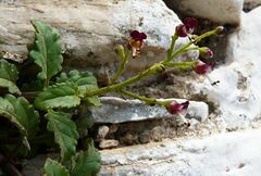 Scrophularia heterophylla