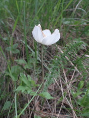 Anemonoides sylvestris