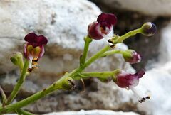 Scrophularia heterophylla
