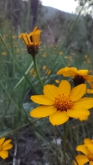 Wedelia hispida