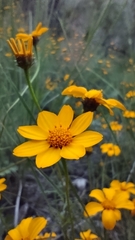 Wedelia hispida