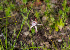 Caladenia chapmanii