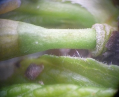 Prunus spinosa dasyphylla