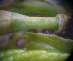 Prunus spinosa dasyphylla