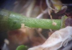 Prunus spinosa dasyphylla