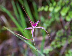 Caladenia harringtoniae