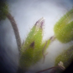 Cerastium semidecandrum