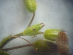 Cerastium semidecandrum