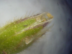 Cerastium semidecandrum