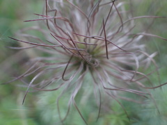 Pulsatilla