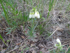Onosma simplicissima
