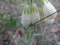 Onosma simplicissima