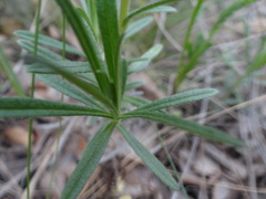 Onosma simplicissima