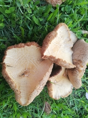 Cyclocybe cylindracea